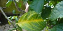 How to revive a lemon if it has dried out How to determine if a lemon tree has dried up