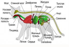 Амьтны эрхтэн, эрхтэн тогтолцоо: тодорхойлолт, жишээ Амьтны эрхтний систем ба тэдгээрийн ач холбогдол