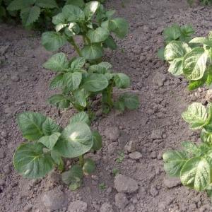 Comment et quoi nourrir les pommes de terre pendant la floraison
