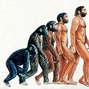 Основні гіпотези походження людини