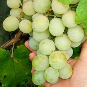 Виноград «Кеша» та його основні різновиди у присадибному виноградарстві