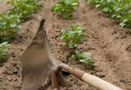Коли проводити полив картоплі та як це зробити крапельним методом?