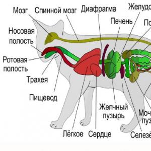 Амьтны эрхтэн, эрхтэн тогтолцоо: тодорхойлолт, жишээ Амьтны эрхтний систем ба тэдгээрийн ач холбогдол