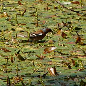 Potamot flottant : description, conditions de croissance