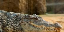 Why does a woman dream about a crocodile?