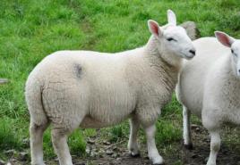 چرا خواب گوسفند یا قوچ می بینید؟