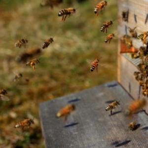 До чого сняться бджоли - тлумачення по сонниках