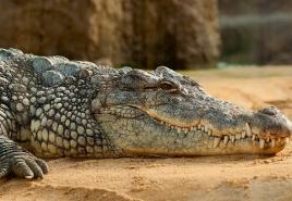Защо една жена мечтае за крокодил?