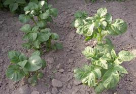 Comment et quoi nourrir les pommes de terre pendant la floraison