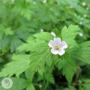 شمعدانی سیبری (Geranium sibiricum L