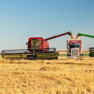 Тонкощі процесу вирощування пшениці
