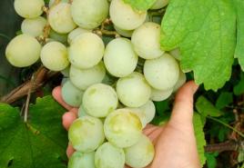 Виноград «Кеша» та його основні різновиди у присадибному виноградарстві
